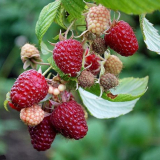 Malinová péče na podzim a příprava na zimu